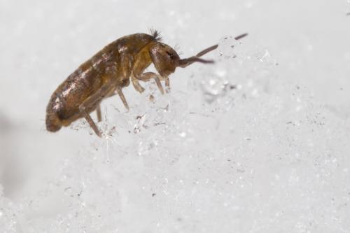 Tomocerus minor